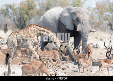 Elefanten, Kudus, Giraffen, und Springböcke Raffung an einem Wasserloch im Etosha National Park, Namibia Stockfoto