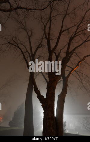 Scary Suche Baum an einem nebligen Nacht Stockfoto