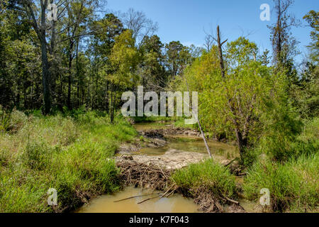 Zwei kleine Biber Dämme auf Milly's Creek in Pike Road, einer wachsenden städtischen Gebiet in ländlichen Alabama, USA. die Dämme von vaughn Straße gesehen werden kann, al 110. Stockfoto