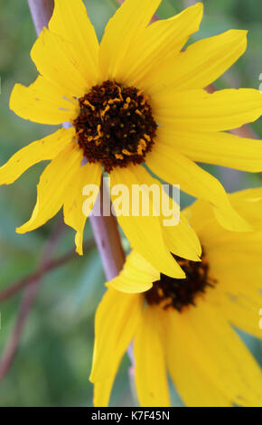 Sonnenblumen Stockfoto