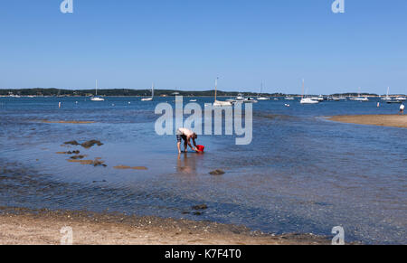 Mann, Muschel- und Austernzüchter Graben in angenehmen Bay Beach, Orleans, Massachusetts, Cape Cod. Stockfoto