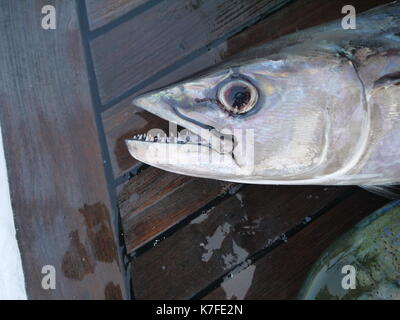 Fish Head Stockfoto
