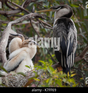 Frühling in Western Australia, eine Australasian Darter mit zwei Küken. Männer sind schwarz mit weißen Streifen auf den Flügeln. Sie können wachsen bis zu 34-37 in. Stockfoto