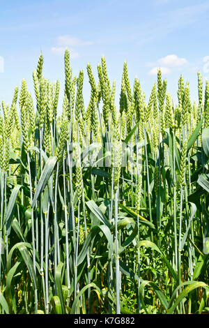 Bereich der grünen unreifen Weizen. Grüne Weizenähren gegen den Himmel. Stockfoto