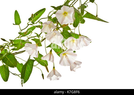 Mehrere Blüten von bindweed auf einem weißen Hintergrund. Stockfoto
