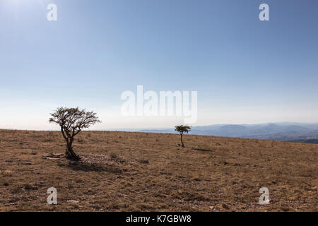 Zwei kleine Anlagen auf einem Berg, mit starker Sonneneinstrahlung, unter einem leeren und weiten blauen Himmel Stockfoto