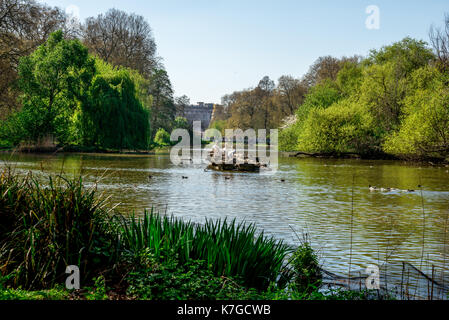 Drei Pelikane auf einem Felsen in der Mitte der St James's Park See, London, England sitzen Stockfoto