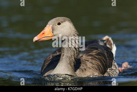 Eine Greylag Gans (Anser anser), die in einem Fluss schwimmend ist. Stockfoto