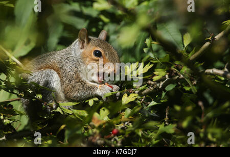 Eine junge graue Eichhörnchen (Scirius carolinensis) Essen eine rote Rose hip in einem Baum. Stockfoto