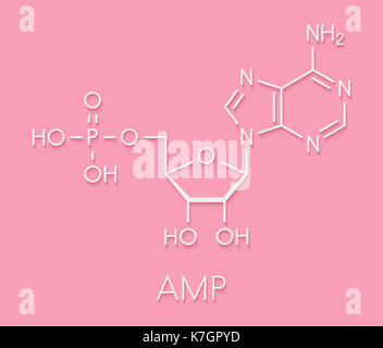 Adenosinmonophosphat (Ampere, adenylic Acid) Molekül. Nukleotid Monomer von RNA. Komponiert von Phosphat, Ribose und Adenin Metaboliten. Skelettmuskulatur Formel Stockfoto