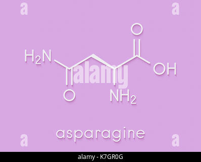 Asparagin (L-Asparagin, ASN, N) Aminosäure Molekül. Skelettmuskulatur Formel. Stockfoto