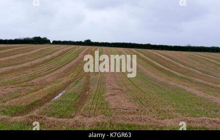 Neu geerntetes Feld an einem feuchten Tag Stockfoto