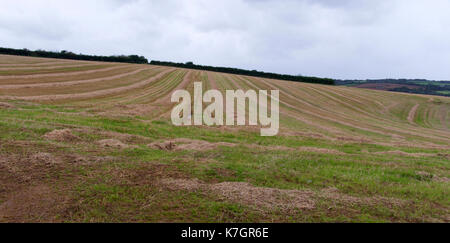 Neu geerntetes Feld an einem feuchten Tag Stockfoto