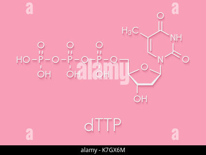 Thymidin-analoga-triphosphat (TTP) Nucleotide Molekül. DNA-Baustein. Skelettmuskulatur Formel. Stockfoto