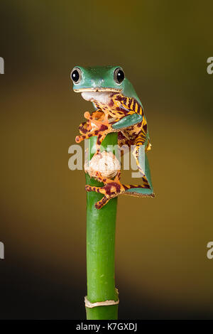 In der Nähe Bild von einem Tiger bein Laubfrosch Balancieren auf der Oberseite eines Bambus schießen und starrte nach vorn Stockfoto