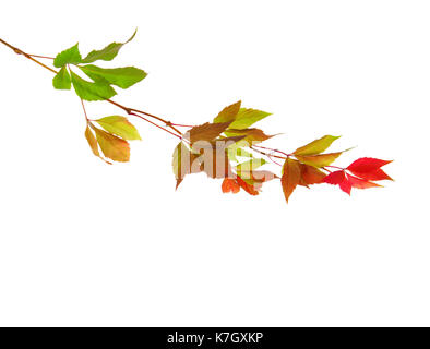 Zweig der Blätter im Herbst auf einem weißen Hintergrund. Parthenocissus Subtomentosa. studio Shot Stockfoto