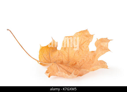 Herbst trocken maple leaf auf weißem Hintergrund. Stockfoto
