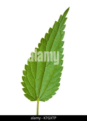 Frische Blätter Brennnessel (Urtica dioica) auf weißem Hintergrund. Stockfoto