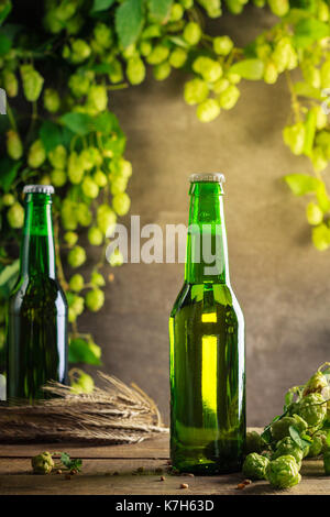 Zwei grüne Flasche Bier auf graue Holzwand mit Hopfen. Stockfoto