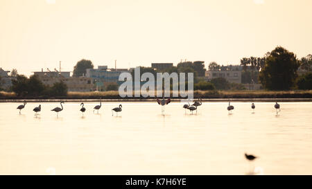 Silhouette von Flamingo in einem salt lake bei Sonnenuntergang auf der Insel Kos in der Nähe der Stadt. Stockfoto