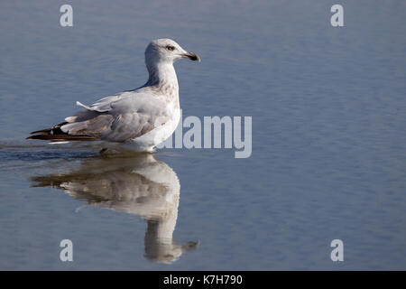 Juvenile europäischen Silbermöwe (Larus argentatus) im seichten Wasser am Strand an der Nordsee Insel Juist, Ostfriesland, Deutschland, Europa. Stockfoto