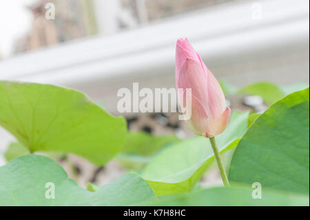 Eine rosa Lotusblüte Knospe vor einem Balkon im Wat Phra Kaew (Tempel des Smaragd Buddha). Der Große Palast, Phra Nakhon, Bangkok, Thailand Stockfoto