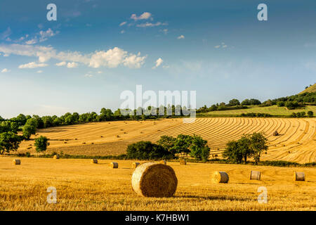 Ballen Stroh, Heu Ballen in der Region Limagne, Puy de Dome, Auvergne, Frankreich Stockfoto