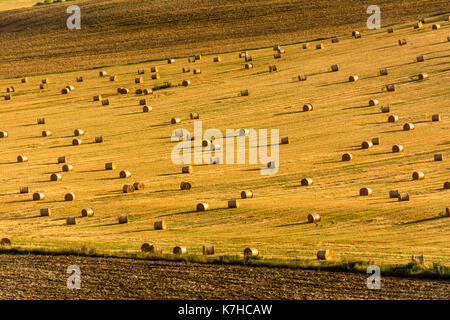 Ballen Stroh, Heu Ballen in der Region Limagne, Puy de Dome, Auvergne, Frankreich Stockfoto