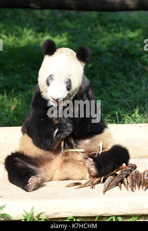 Chongqing, China. 16 Sep, 2017. Panda Xinxing hat eine Mahlzeit im Zoo von Chongqing Chongqing, Südwesten Chinas, Sept. 16, 2017. Die weibliche Panda Xinxing feierte ihren 35. Geburtstag, das entspricht mehr als 100 Menschen am Samstag in Chongqing. Die Xinxing, die hat 114 Nachkommen, wurde in Baoxing County im Südwesten Chinas Provinz Sichuan geboren 1982. Credit: Tang Yi/Xinhua/Alamy leben Nachrichten Stockfoto