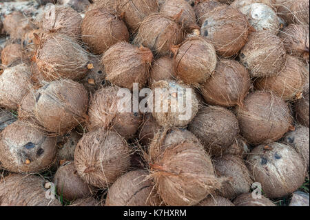 Kokosnüsse eine Kokosnuss Farm, Koh Samui, Thailand Stockfoto
