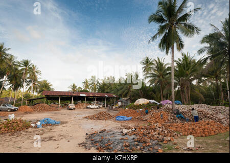 Kokosnüsse eine Kokosnuss Farm, Koh Samui, Thailand Stockfoto