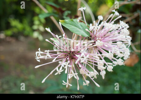 Tropischen weißen und rosa Blume in einem Garten, Koh Samui, Thailand Stockfoto