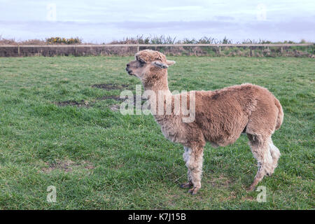 Seitenansicht des ganzen Körpers von Alpaka in Ranch Farm Stockfoto