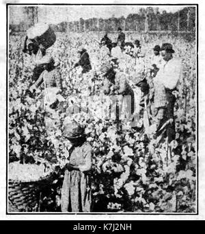 1914 - Kommissionierung Baumwolle - eine Szene auf einer Baumwollplantage in den USA Stockfoto