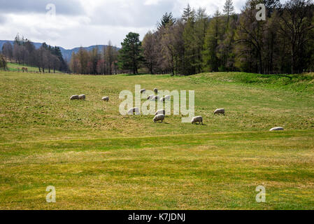 Schafe weiden in einem Feld außerhalb von Balmoral Castle, Aberdeenshire, Schottland Stockfoto