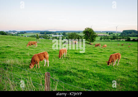 Kühe auf die Gräser Stockfoto