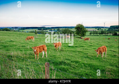 Kühe auf die Gräser Stockfoto