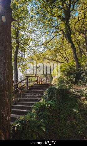 Eine Steintreppe im Wald Stockfoto