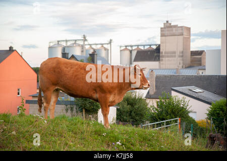 Kuh portrait Vor dem Mehl Fabrik, Kleinbettingen, Luxemburg Stockfoto