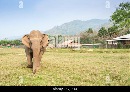 Asian Elephant zu Fuß in Richtung der Kamera an einem Elefanten Rettung und Rehabilitation Zentrum. Elephant Nature Park, Chiang Mai, Thailand, Südostasien Stockfoto