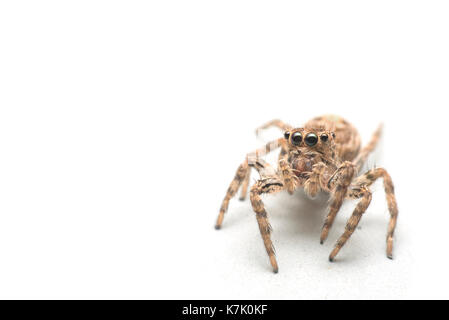 Nahaufnahme der springenden Spinne auf weißem Hintergrund Stockfoto