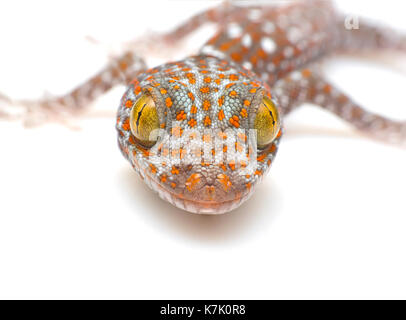 Nahaufnahme Tokay Gecko, Gekko gecko, vor weißem Hintergrund Stockfoto