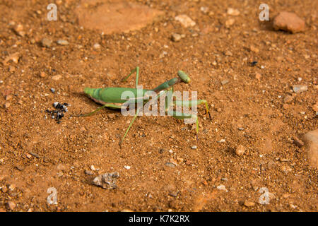 Die Europäische gottesanbeterin oder Mantis religiosa ist ein großer hemimetabolic Insekt in der Familie des Mantidae leben zum Beispiel hiere in Kreta. Stockfoto