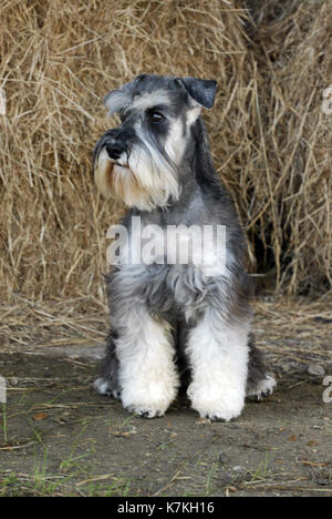 Miniatur oder Zwerg schnauzer puppy dog mit langen schnurrhaare vor einem Heuhaufen sitzen. Stockfoto