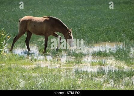 Spanien, Nationalpark Doñana, Naturschutzgebiet in Andalusien Stockfoto