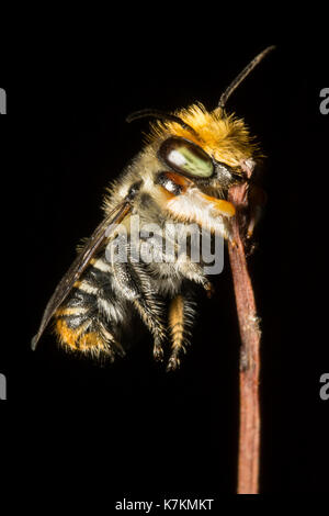 Blatt Cutter Bee Stockfoto