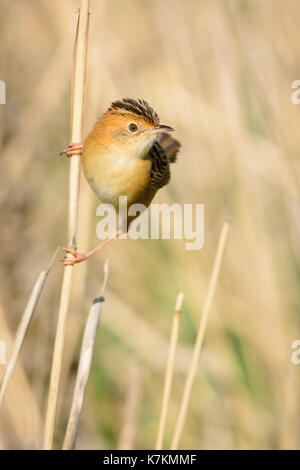 Golden vorangegangen Cisticola auf Reed thront. Stockfoto