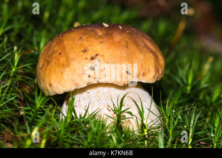 Boletus edulis. Ausgezeichnete genießbare Pilz im Moos von das Unterholz eines Waldes Stockfoto