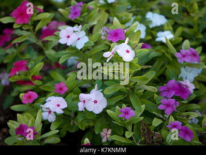 Blumen Stockfoto