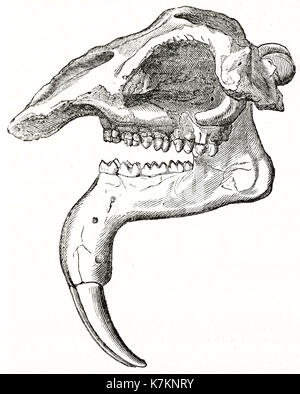 Alte Illustration eines Deinotherium Schädel. Von unbekannter Autor, Publ. Auf dem Penny Magazine, London, 1837 Stockfoto